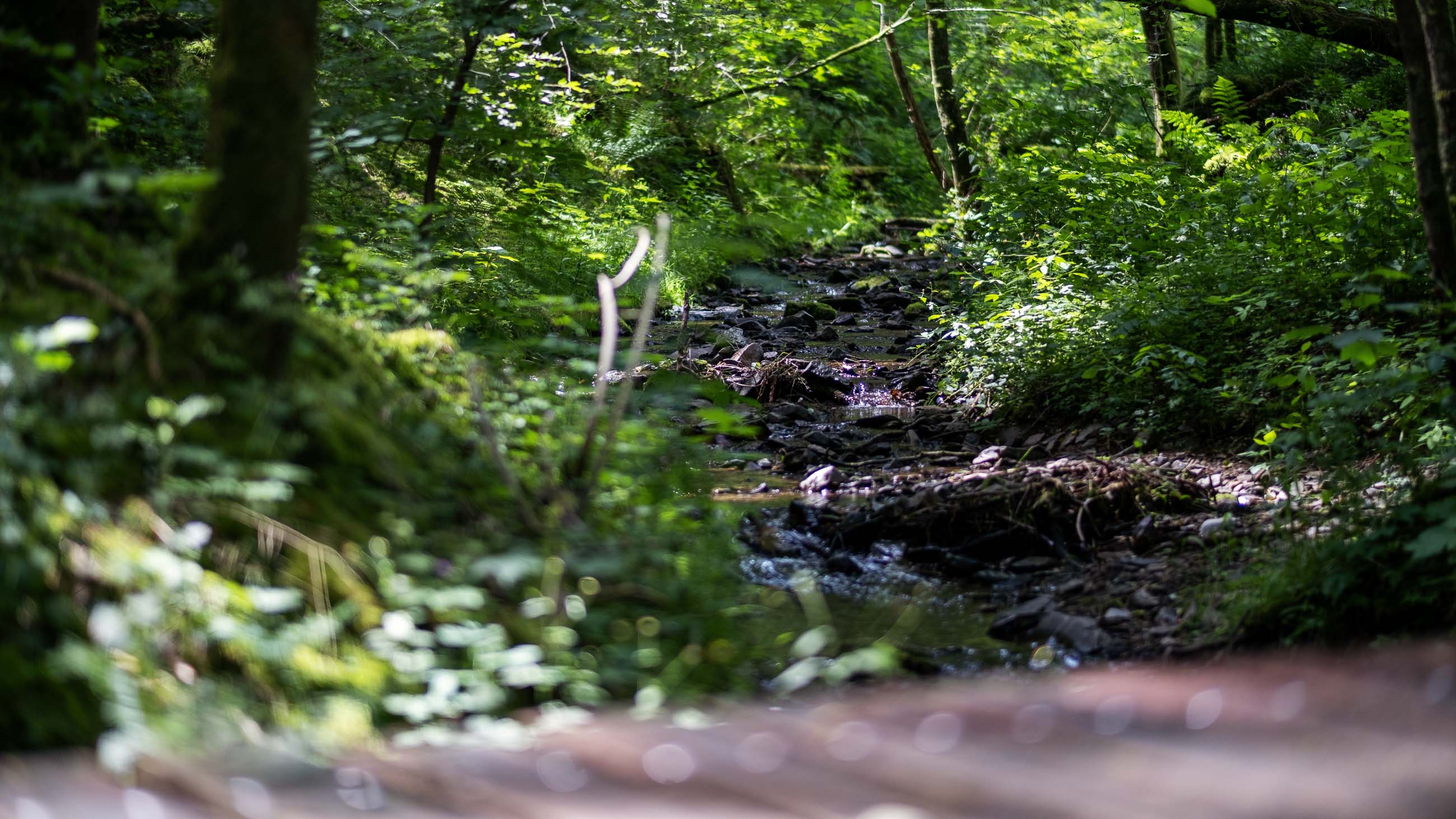 Steg über den Bach