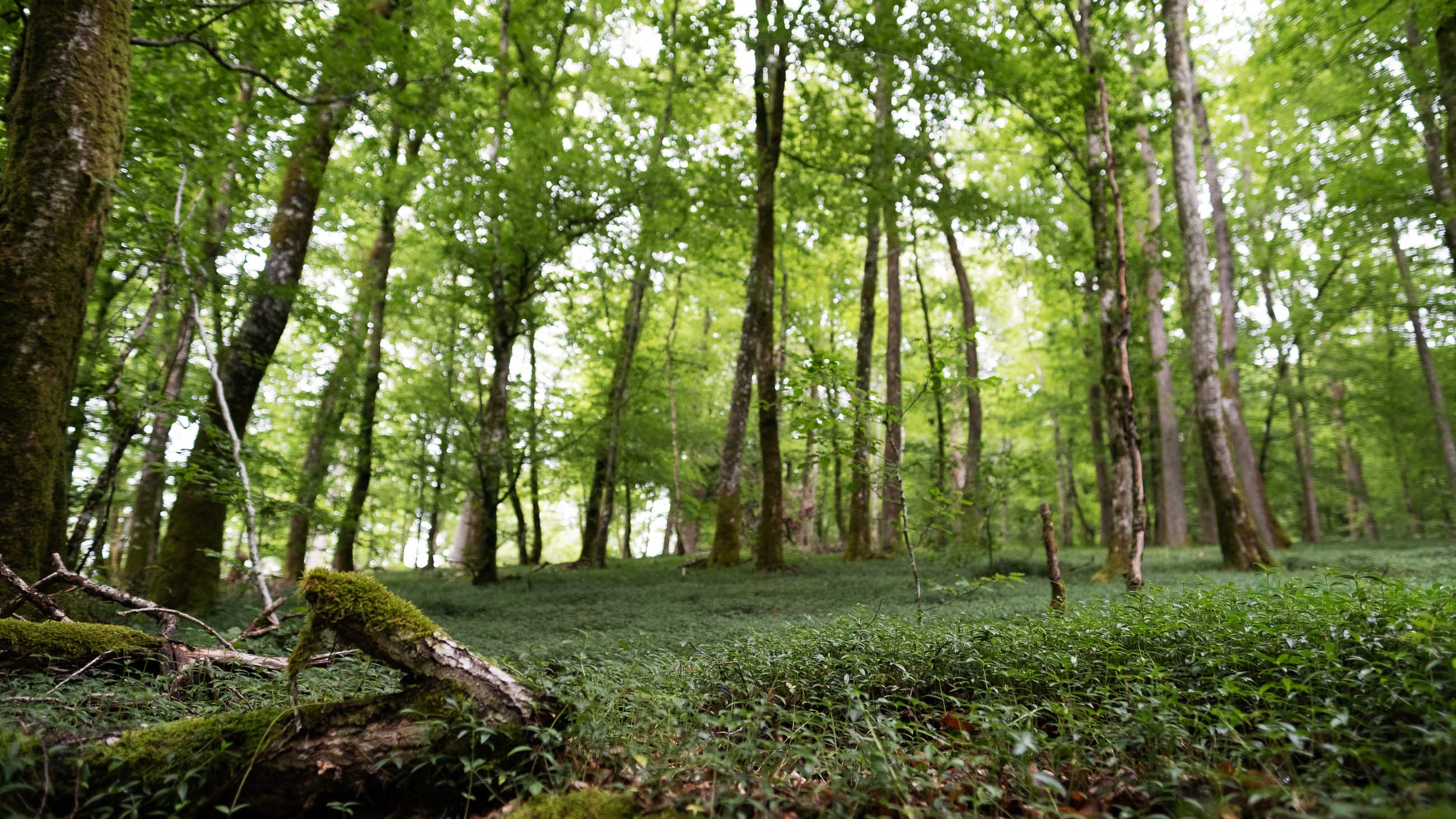Wald an der Our