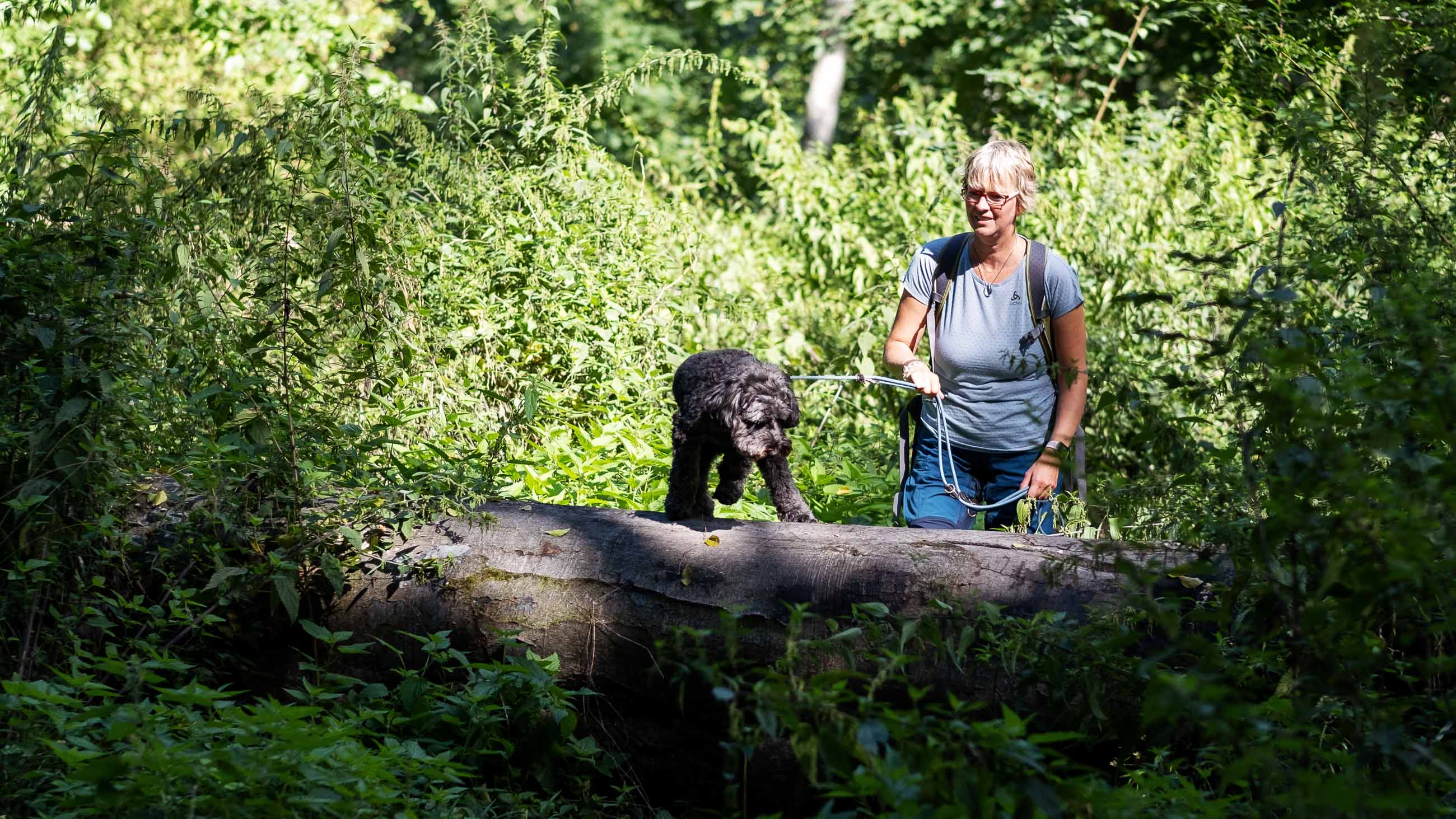 Wilder Wald