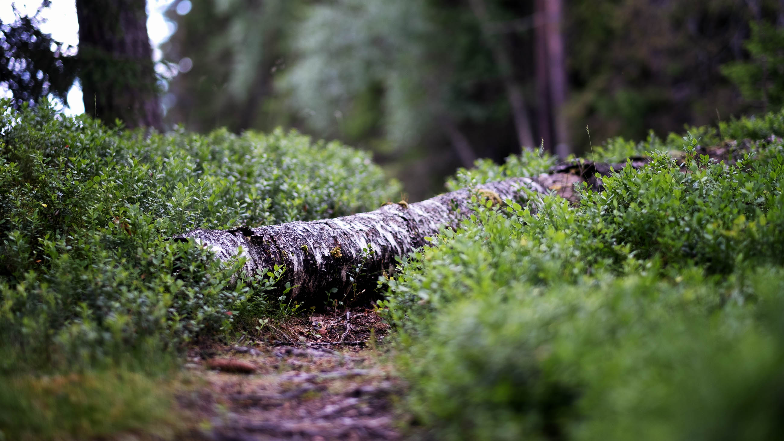 Schwedischer Wald
