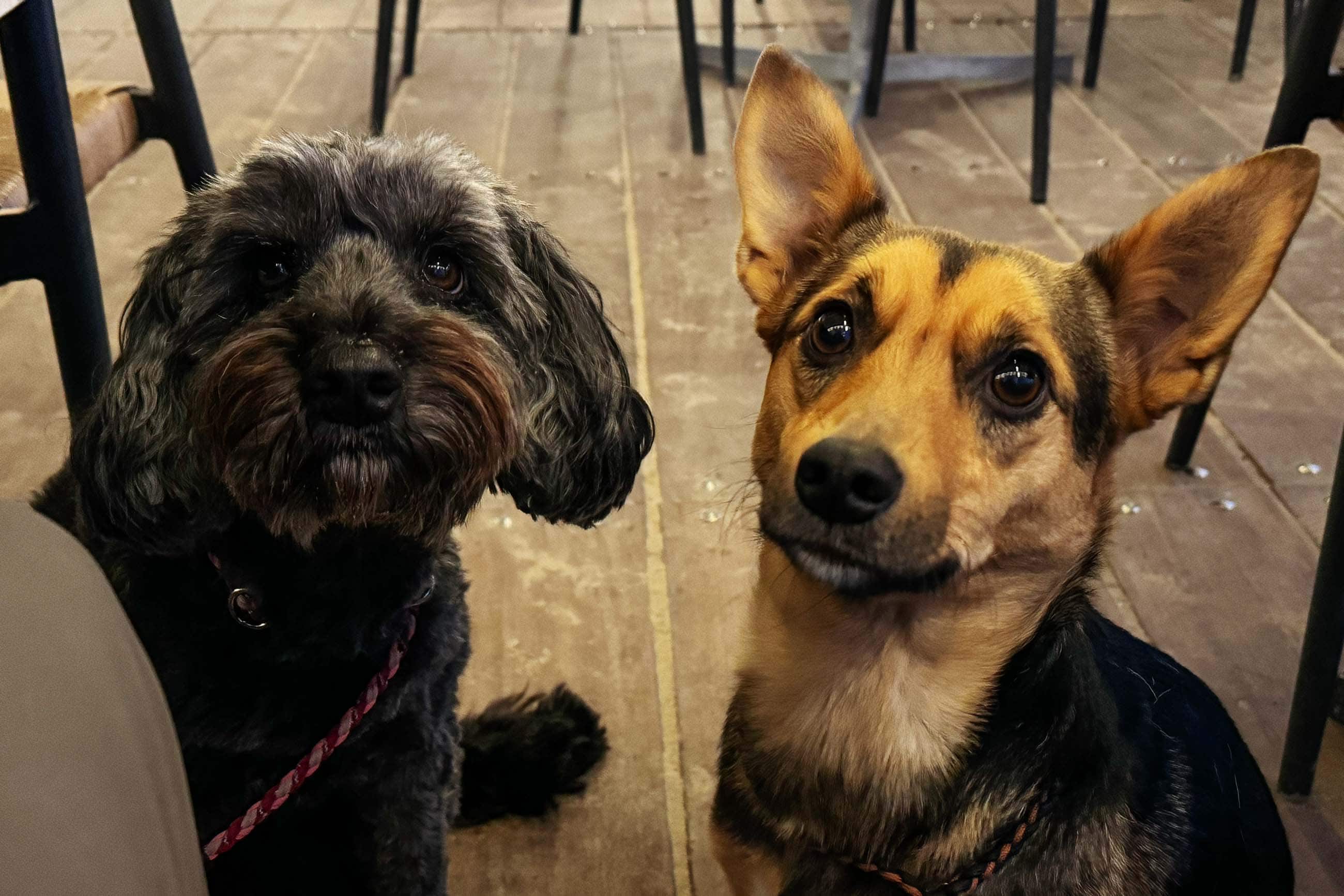 Elli und Toffi haben Hunger