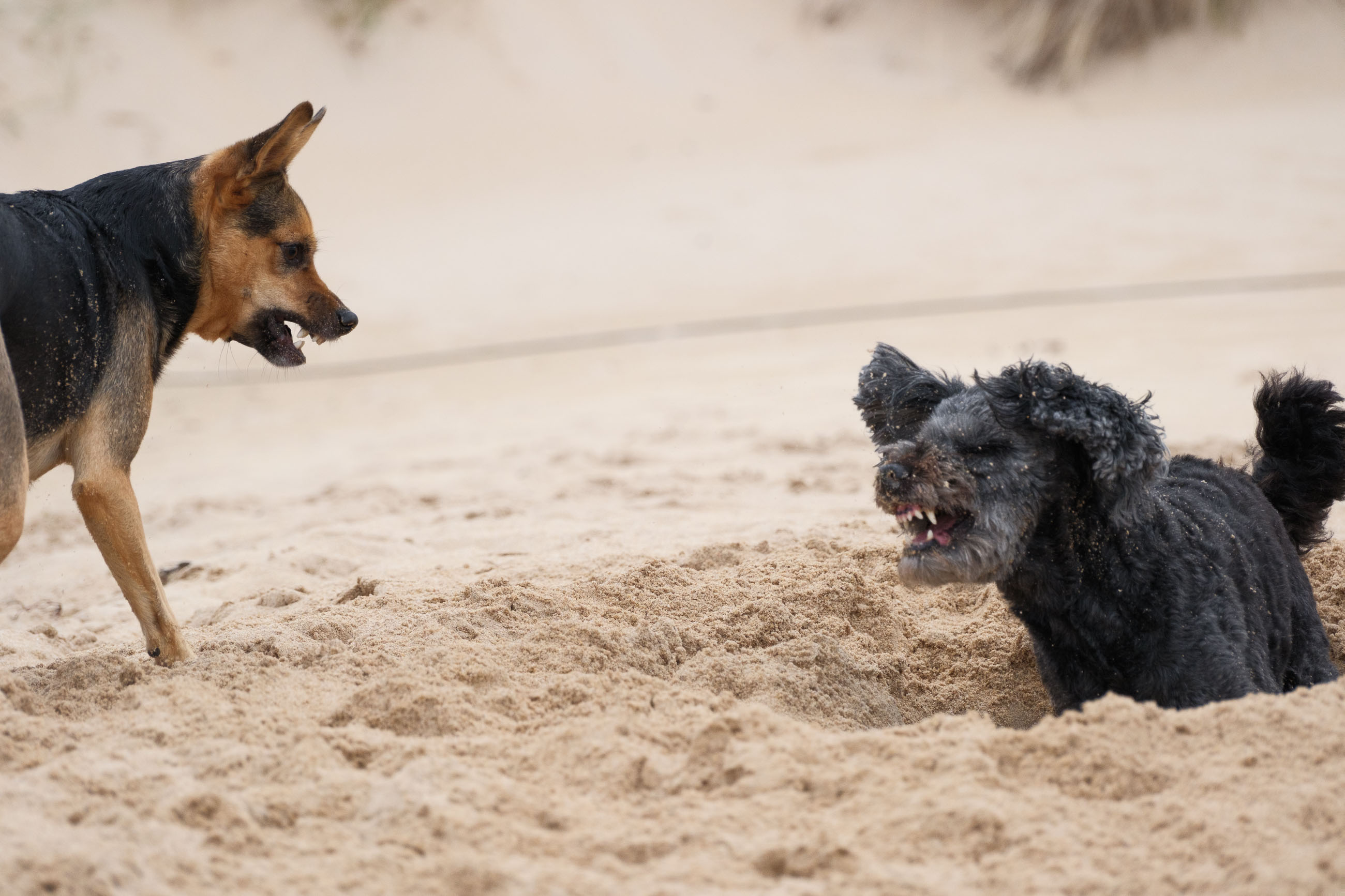 Elli und Toffi buddeln