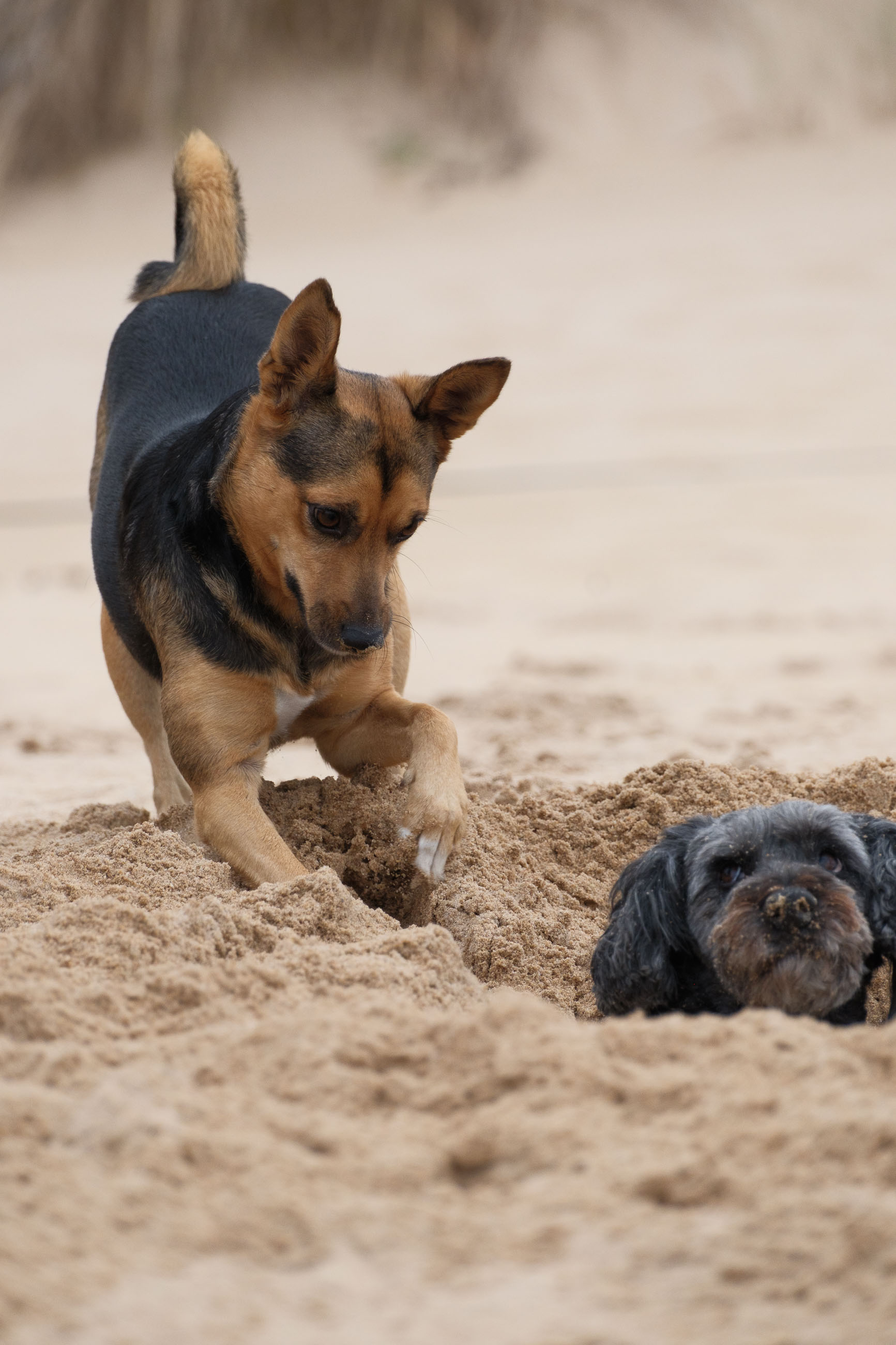 Elli und Toffi buddeln
