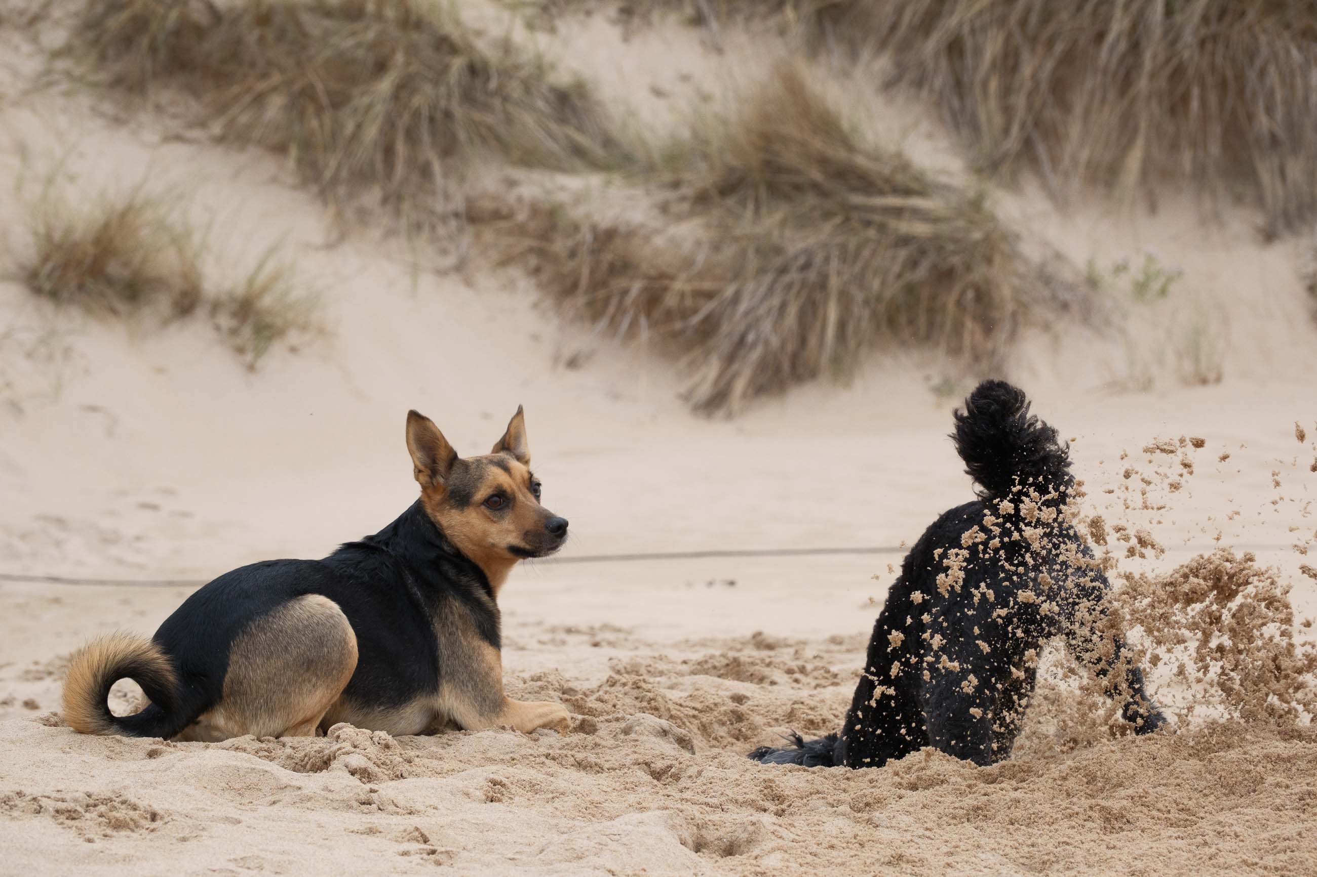 Elli und Toffi buddeln
