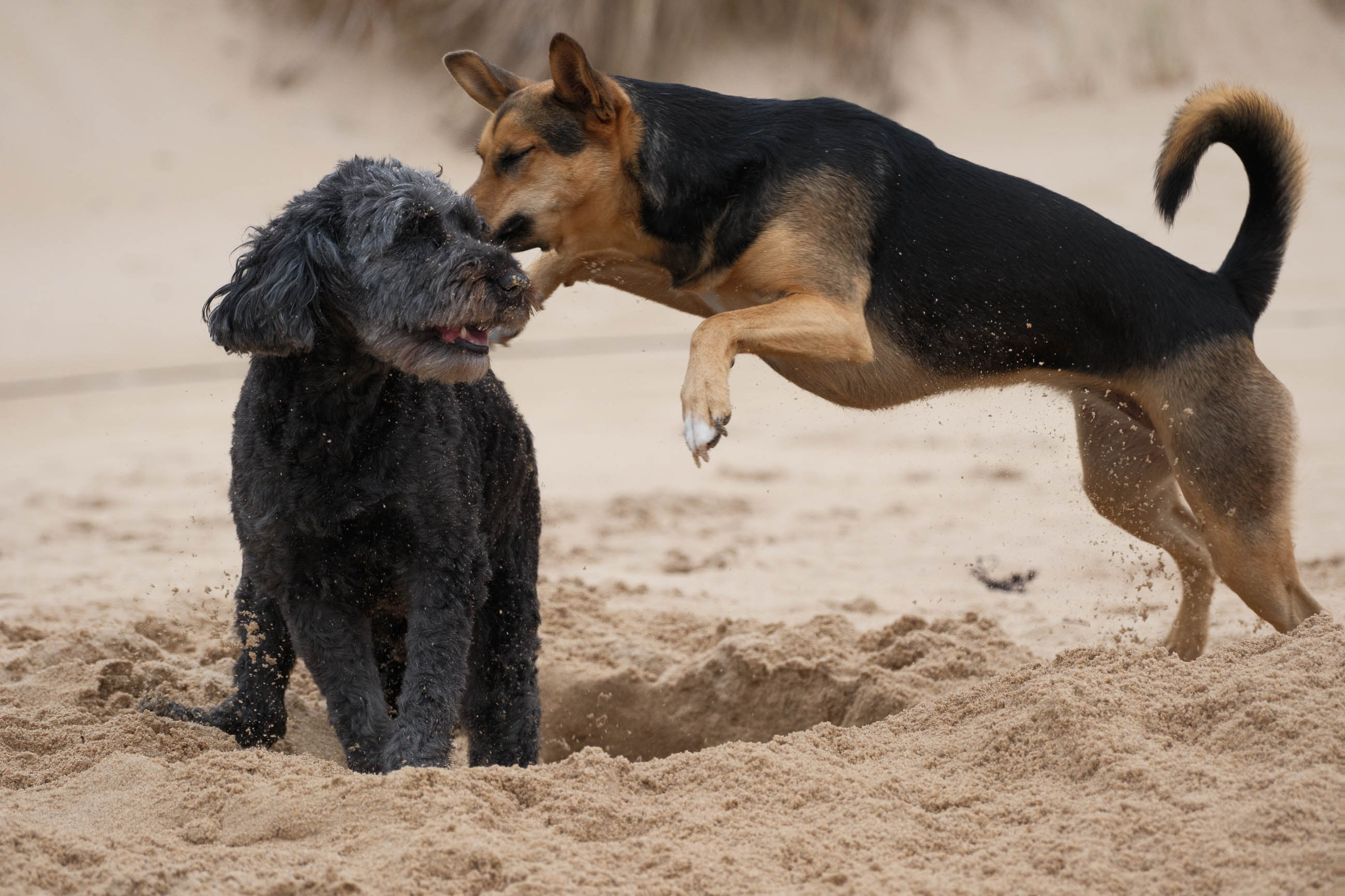 Elli und Toffi buddeln