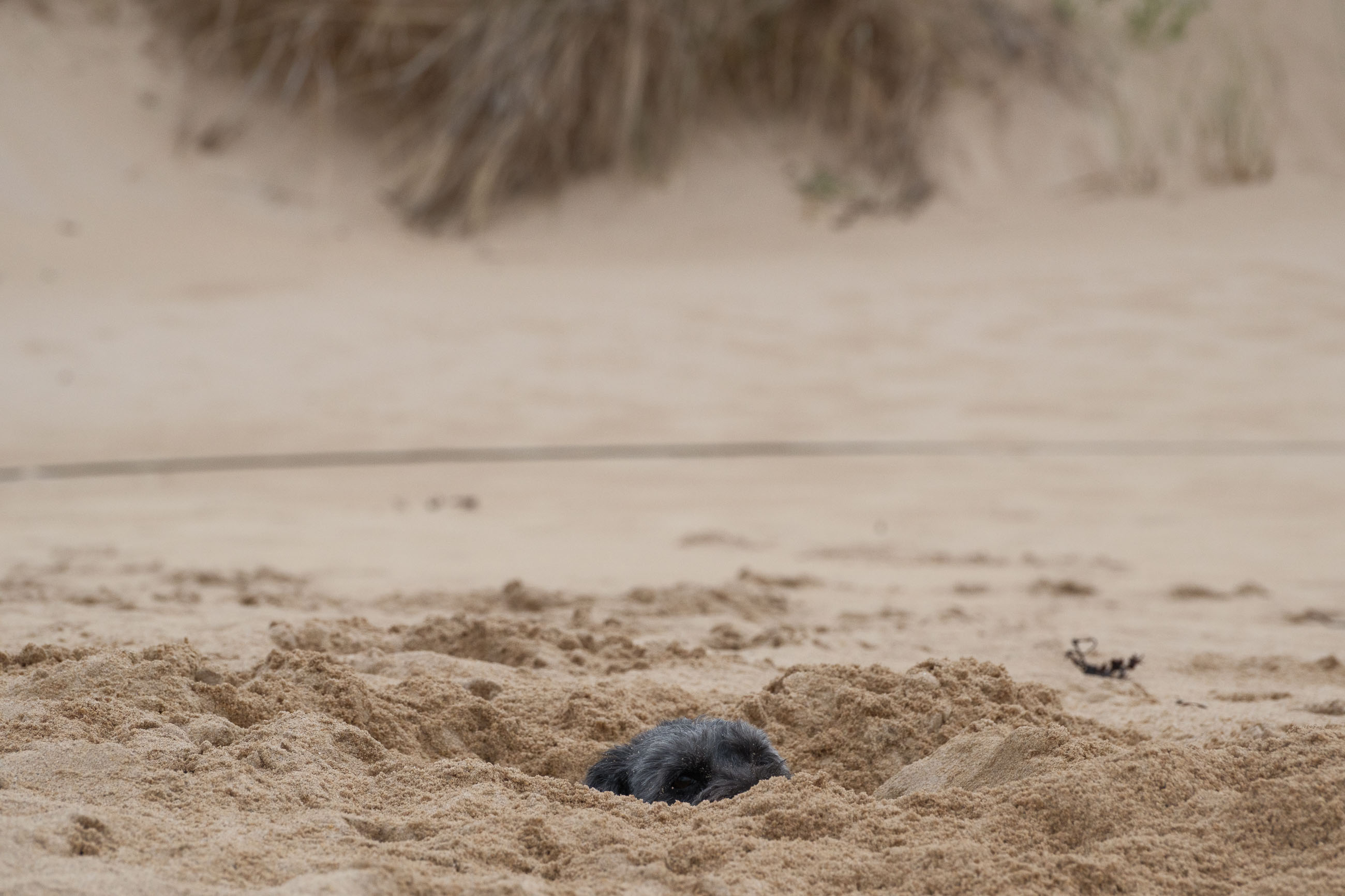 Elli und Toffi buddeln