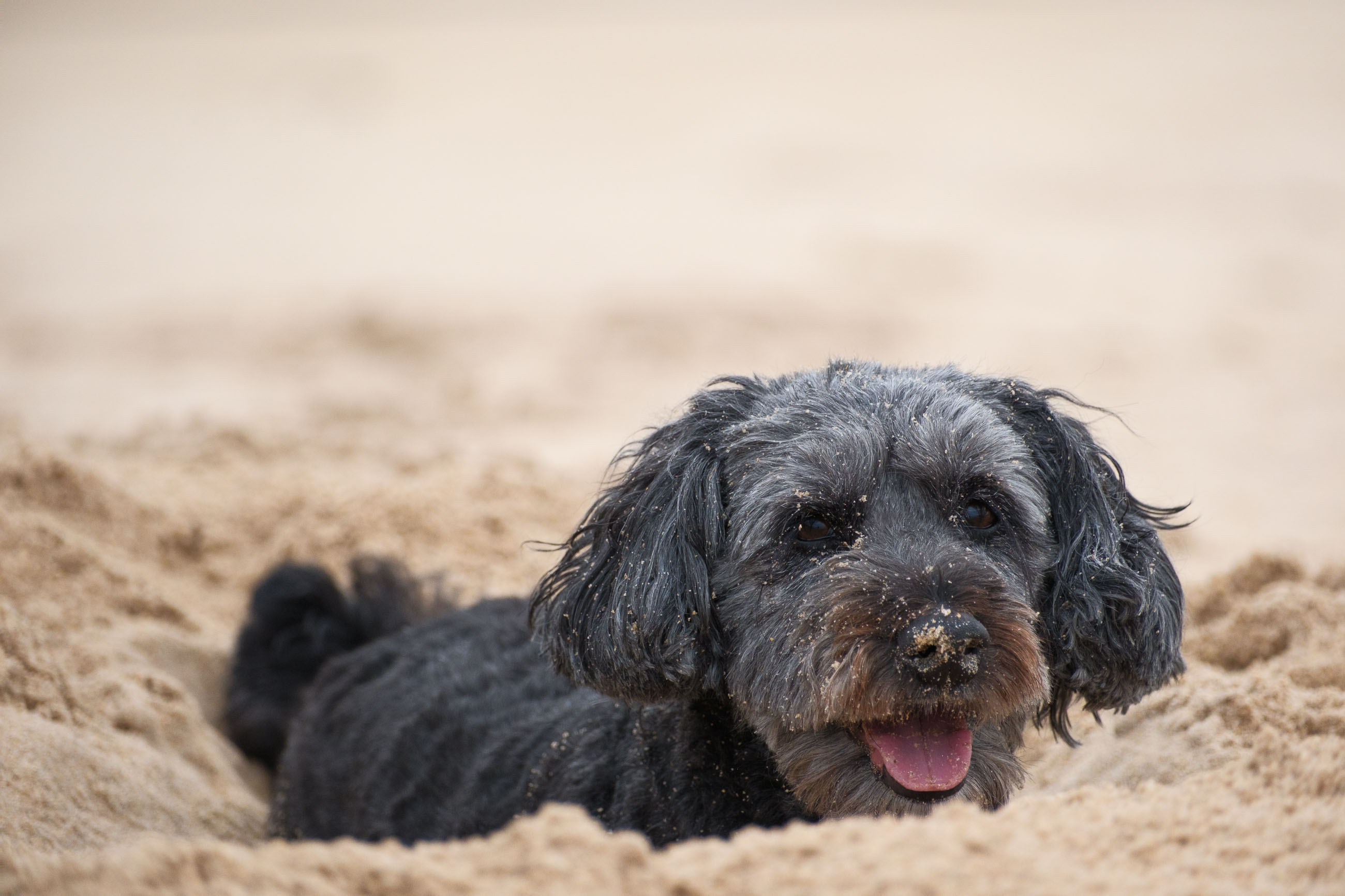 Elli und Toffi buddeln
