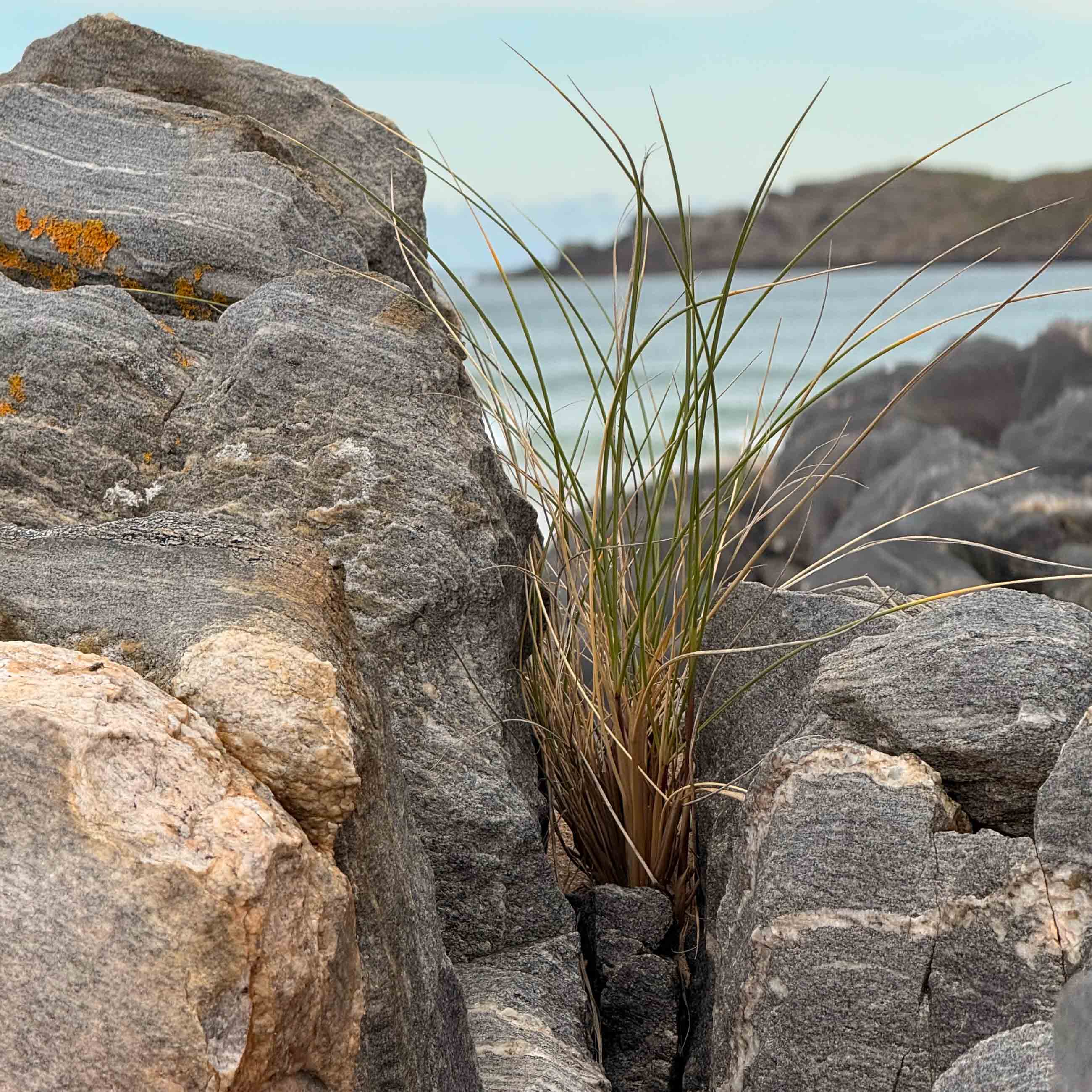 Steine Torrisdale Beach